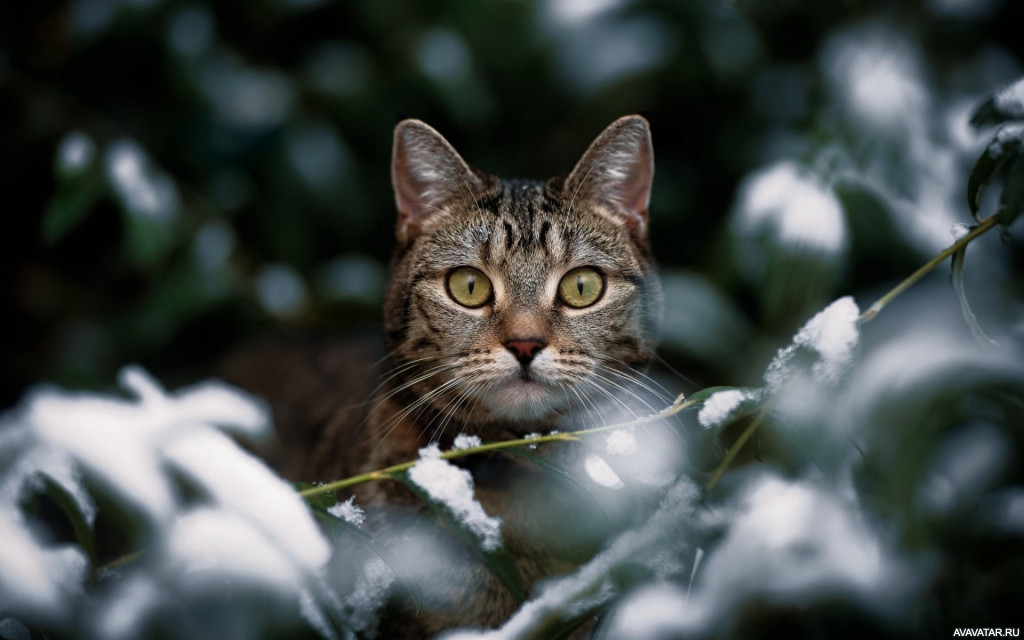 Кошка, плавающая по снежной местности