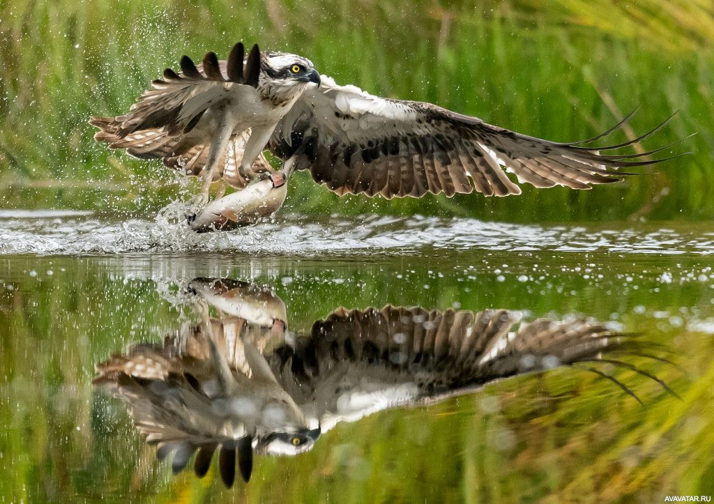 Водно-болотные угодья птиц и активность