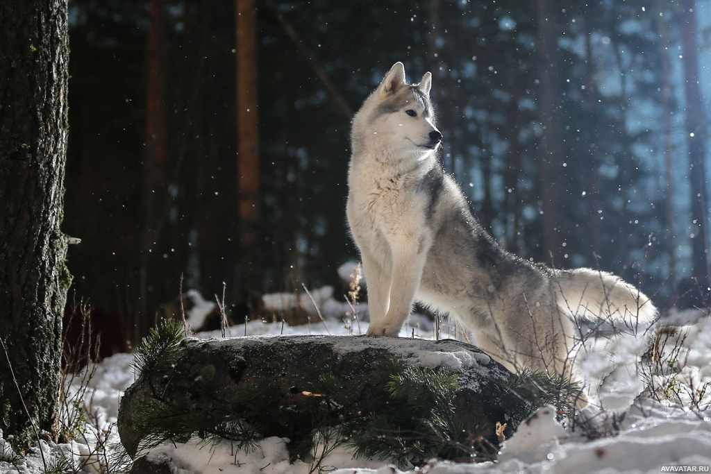 Красивый волк