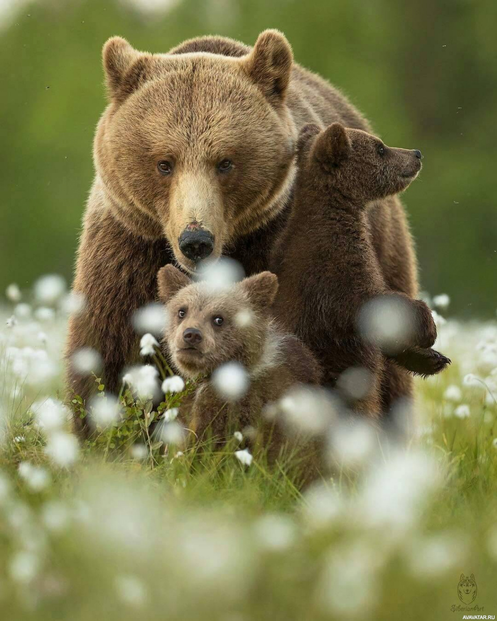 картинки добрый день с медвежатами