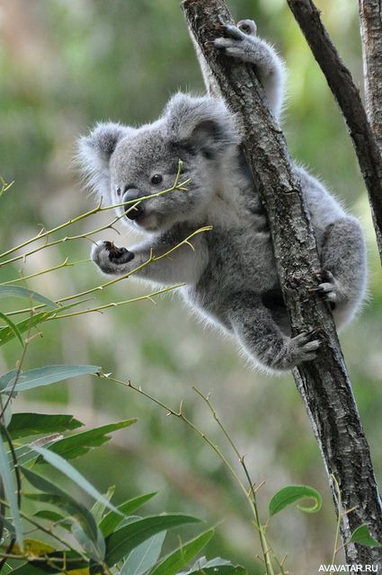 Коала учится ориентироваться в естественной среде обитания