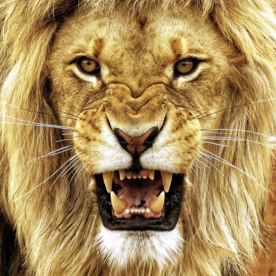 Мордочка льва